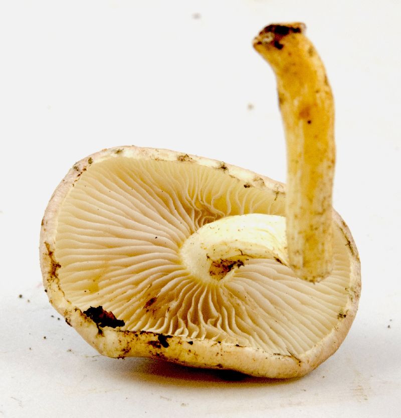 Pholiota polychroa image