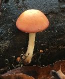 Pholiota polychroa image