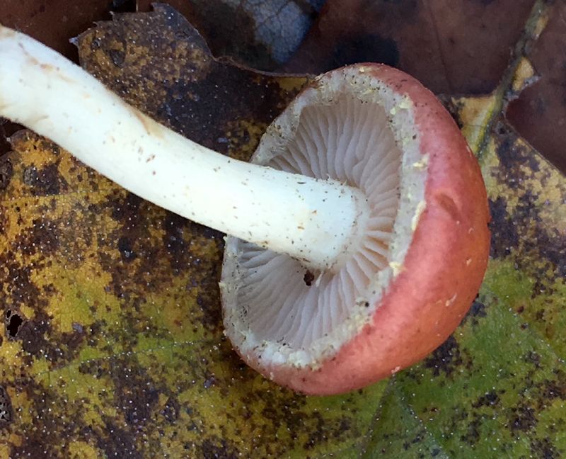 Pholiota image