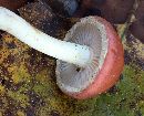 Pholiota polychroa image