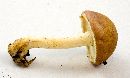 Pholiota polychroa image