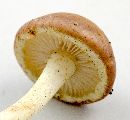 Pholiota polychroa image