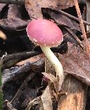 Pholiota polychroa image