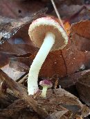 Pholiota polychroa image