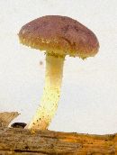 Pholiota polychroa image