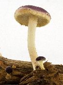 Pholiota polychroa image