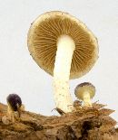 Pholiota polychroa image