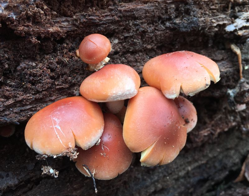 Hypholoma image