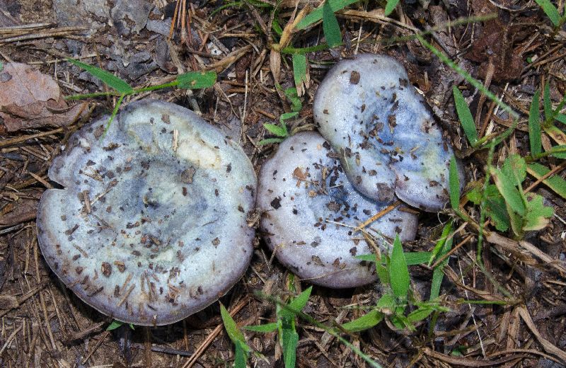 Lactarius paradoxus image