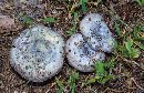 Lactarius paradoxus image