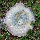 Lactarius paradoxus image