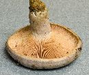 Lactarius paradoxus image