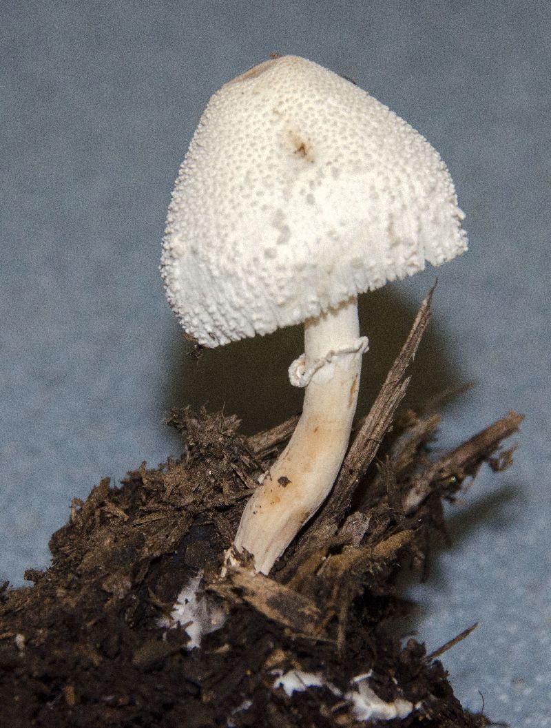 Leucocoprinus cepistipes image