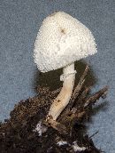 Leucocoprinus cepistipes image