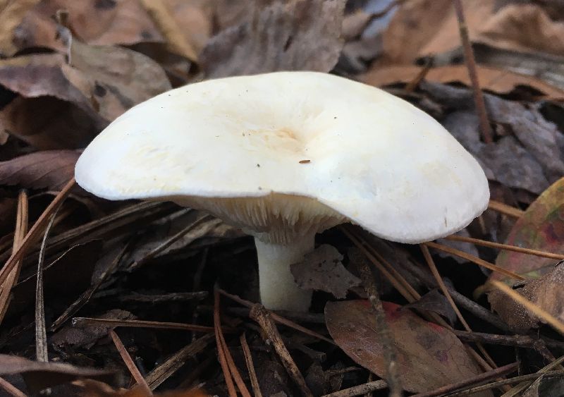 Leucopaxillus albissimus image