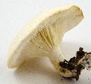 Leucopaxillus albissimus image