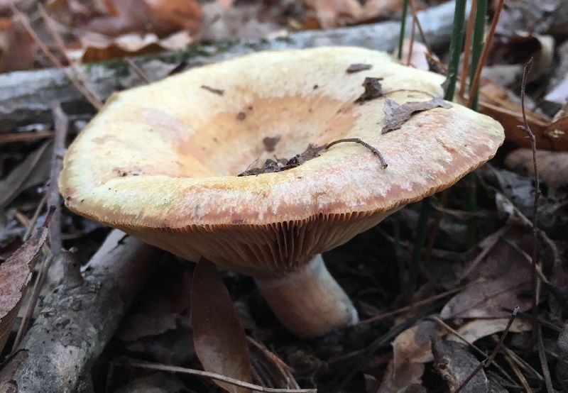 Lactarius paradoxus image