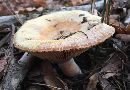 Lactarius paradoxus image