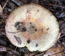 Lactarius paradoxus image