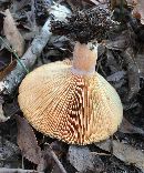 Lactarius paradoxus image