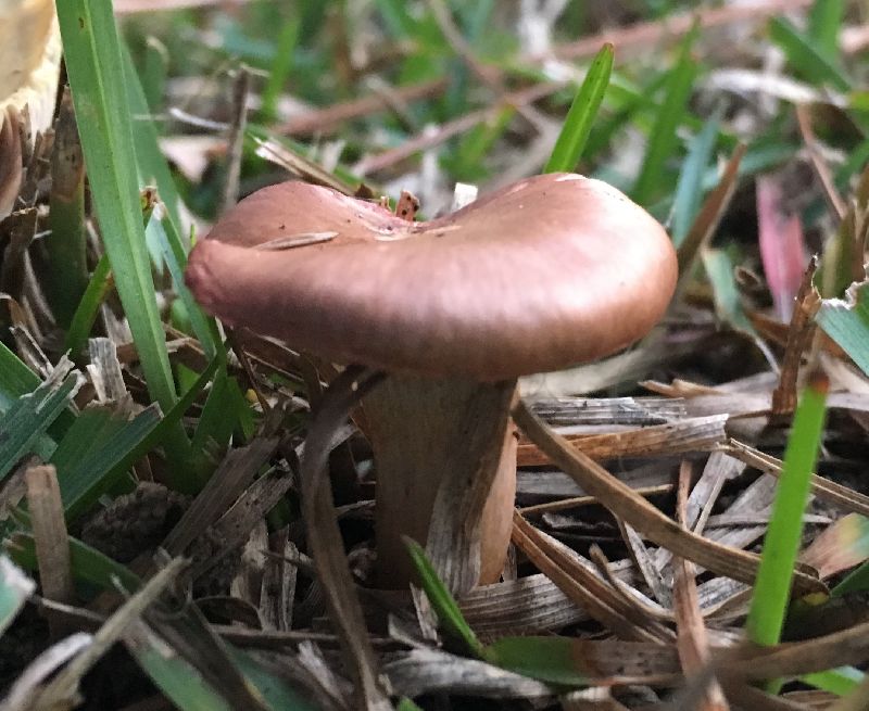 Gomphidiaceae image