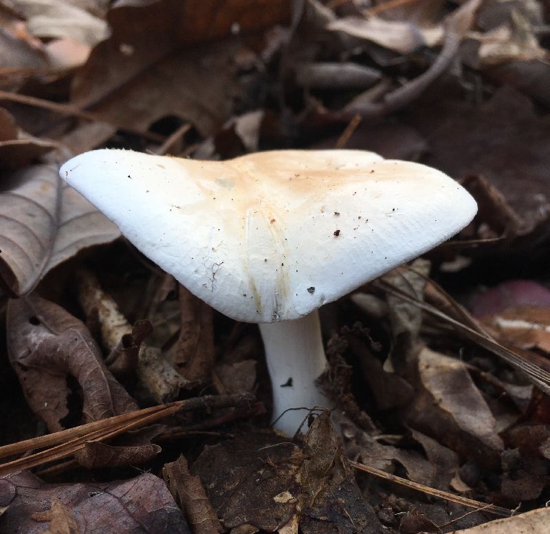 Leucopaxillus albissimus image