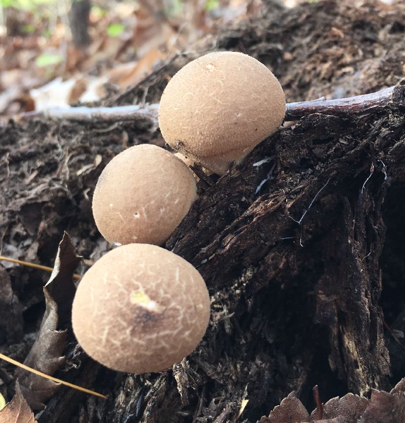 Lycoperdon pyriforme image