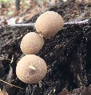 Image of Lycoperdon pyriforme