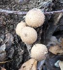 Lycoperdon pyriforme image