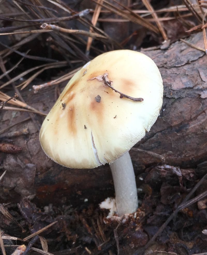 Amanita citrina f. lavendula image