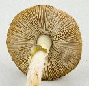 Amanita citrina f. lavendula image