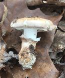 Image of Tricholoma caligatum