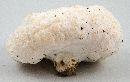 Entoloma abortivum image