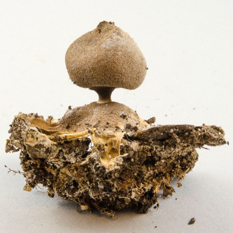 Geastrum image