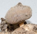 Geastrum quadrifidum image