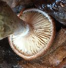 Armillaria gallica image