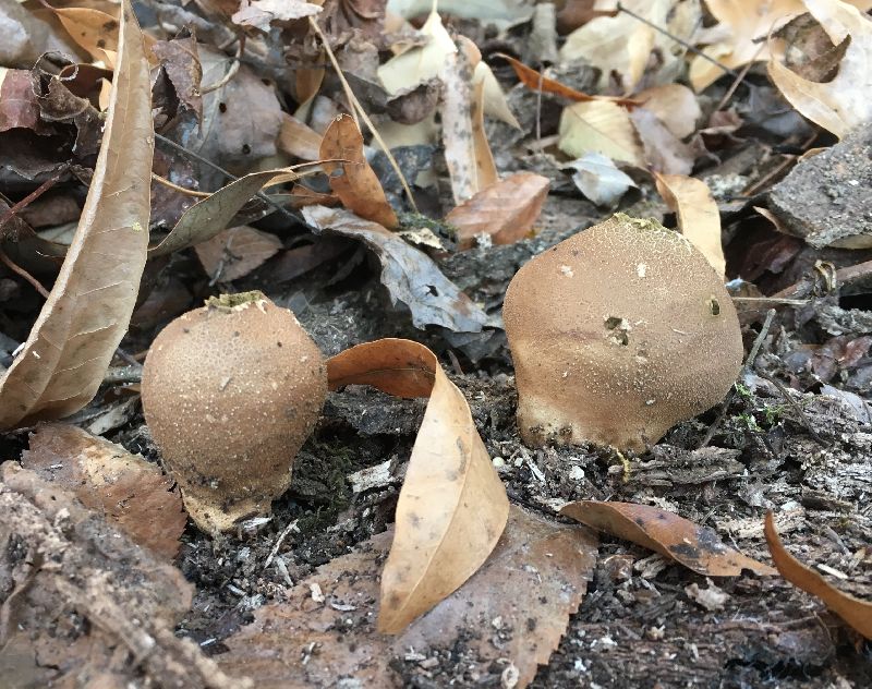 Lycoperdon pyriforme image