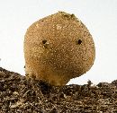 Lycoperdon pyriforme image