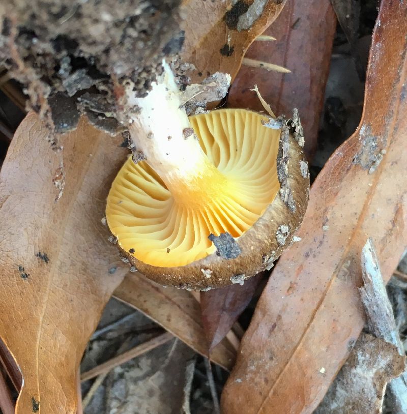 Hygrophorus hypothejus image