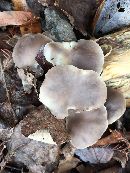 Pleurotus ostreatus image