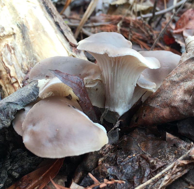 Pleurotus ostreatus image