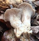 Pleurotus ostreatus image