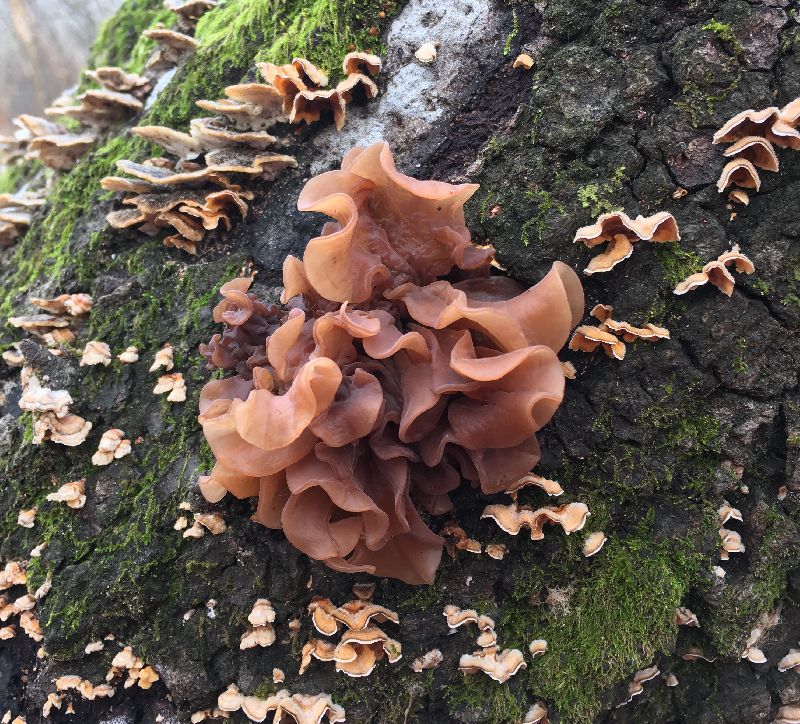 Phaeotremella foliacea image