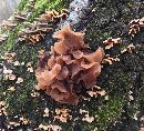 Image of Phaeotremella foliacea