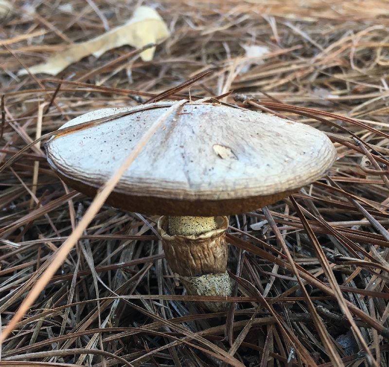 Suillus cothurnatus image