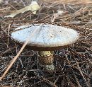 Suillus cothurnatus image