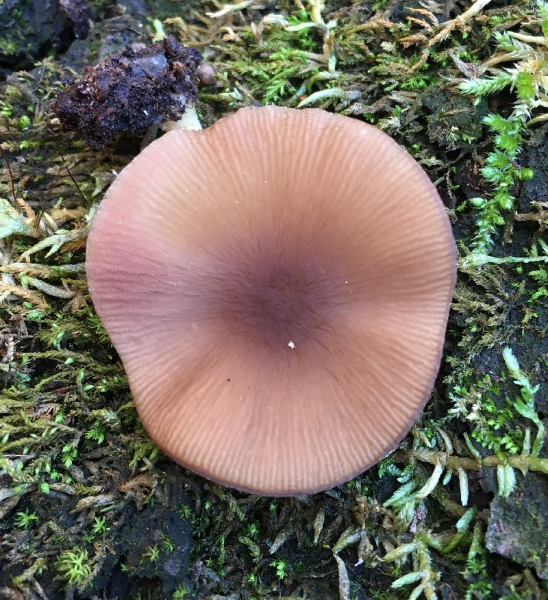 Pluteus romellii image