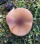 Pluteus romellii image