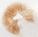 Pluteus romellii image