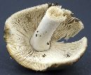 Amanita vaginata image